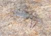 Entomobrya marginata